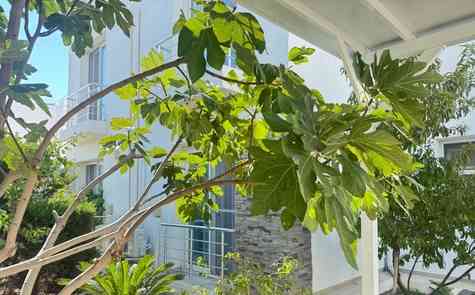 Villa for Rent in Bogaz, Caesar Beach Complex – Right on the Seafront!