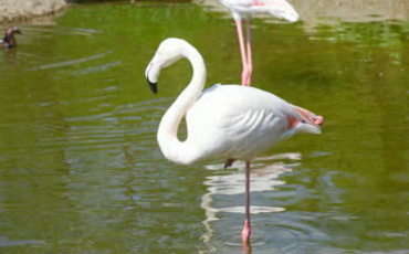 Flamingos in North Cyprus
