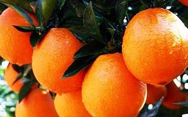 41 oranges festival is held in Guzelyurt.